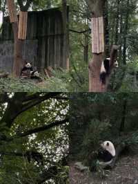 🇨🇳✨ “2 Days in Chengdu: Pandas, Spices & Teahouse Vibes Under $200”