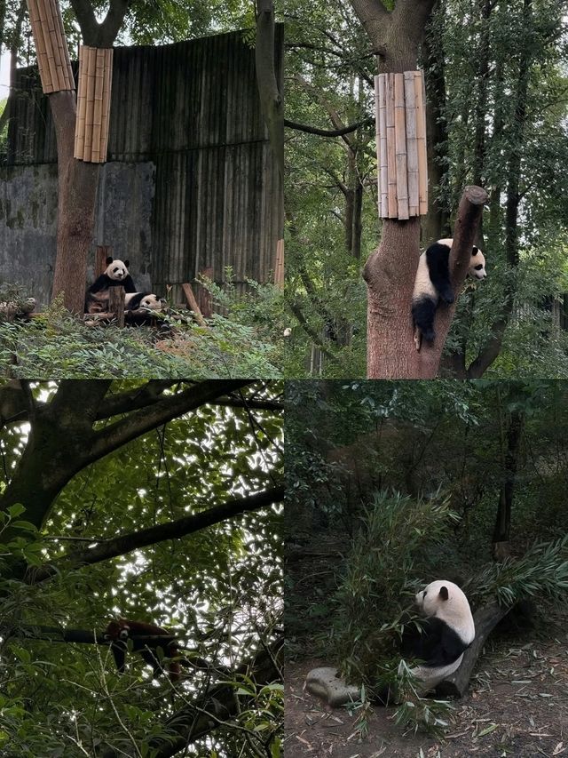 🇨🇳✨ “2 Days in Chengdu: Pandas, Spices & Teahouse Vibes Under $200”