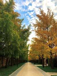 🍁 Maple Avenue at Expo Park – Beijing’s Autumn Must-Visit