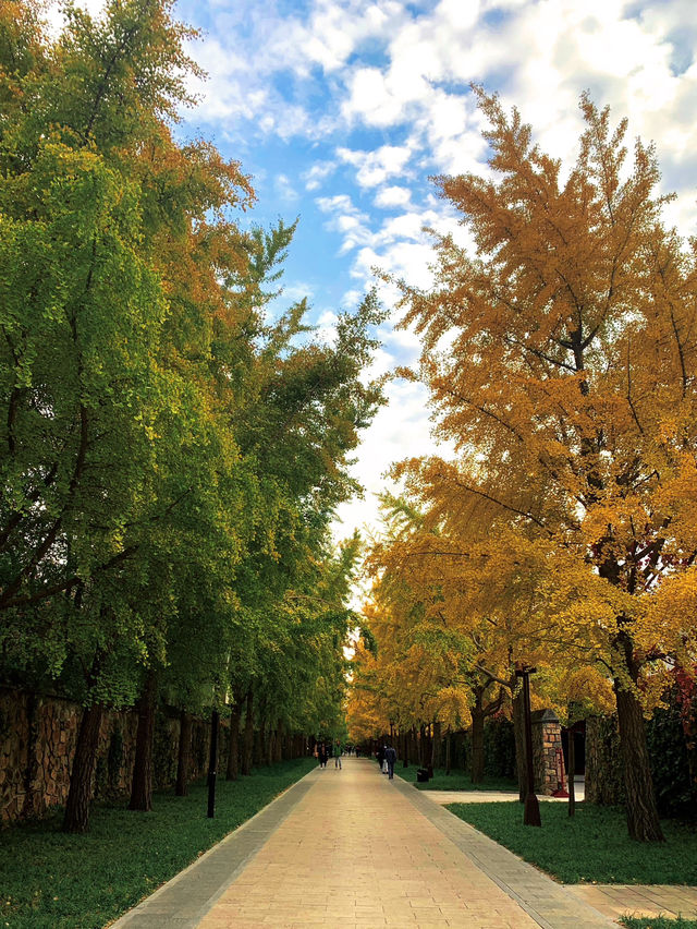 🍁 Maple Avenue at Expo Park – Beijing’s Autumn Must-Visit