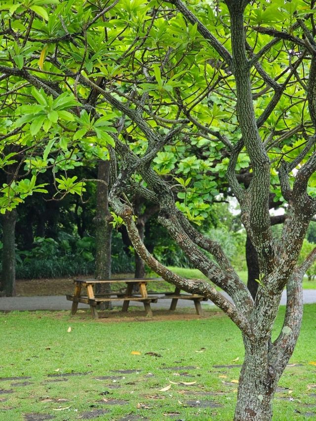 🌊海・植物・イルカ・文化がひとつに。沖縄の魅力を一日で感じる冒険へ。