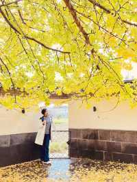 🍁 Late Summer-Autumn Dreams in Tengchong — Golden Leaves, Quiet Roads