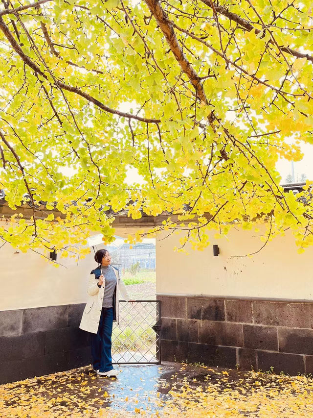 🍁 Late Summer-Autumn Dreams in Tengchong — Golden Leaves, Quiet Roads