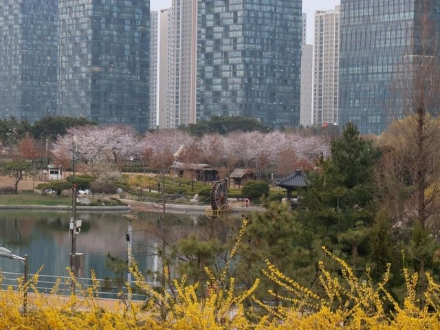 봄의 센트럴파크