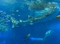 沖繩之旅 水族館 萬座毛 美國村 玉泉洞
