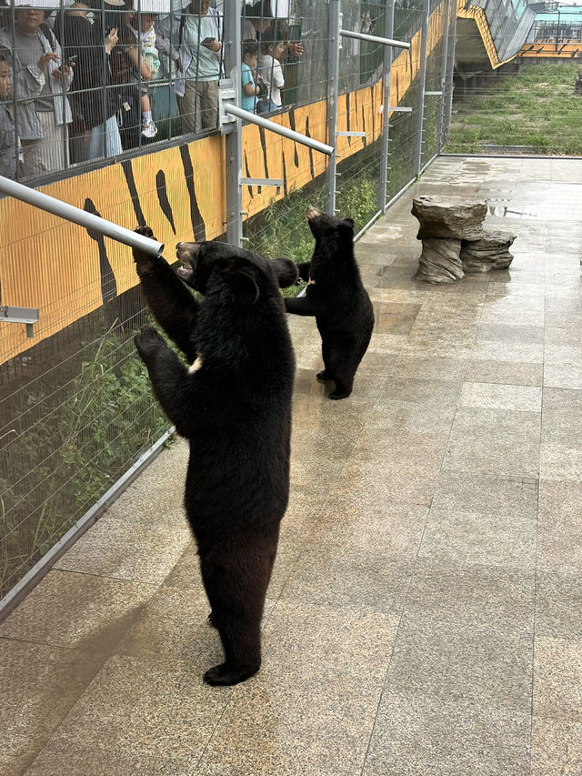 哈爾濱東北虎林園 哈爾濱東北虎林園