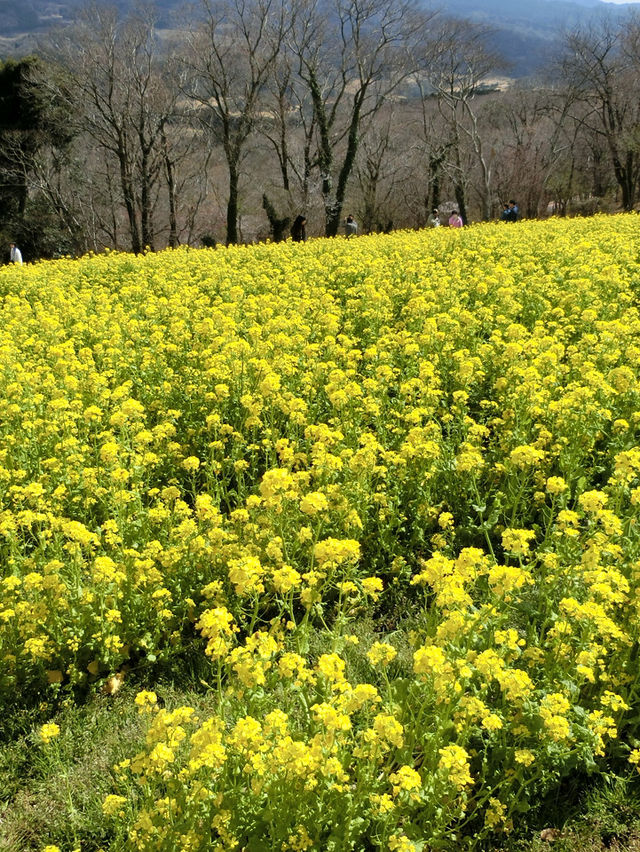 四季折々の花や動物と触れ合える！大人から子供まで楽しめるマザー牧場😍🫶