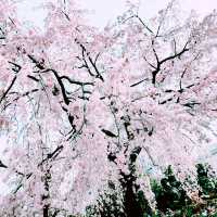 📸✨春の山下公園で横浜マリンタワーと桜、ホテルニューグランドと桜を一緒に撮影できる場所とコツ