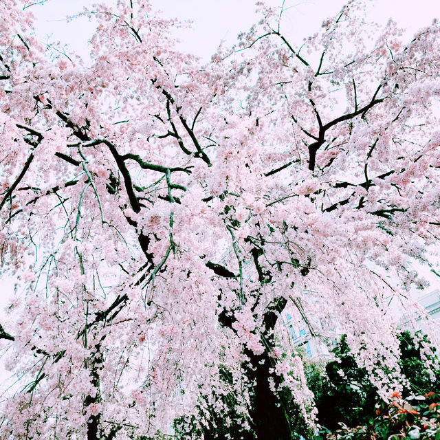 📸✨春の山下公園で横浜マリンタワーと桜、ホテルニューグランドと桜を一緒に撮影できる場所とコツ