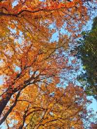 Kunming Botanical Garden: Yunnan’s Living Library of Green Wonders