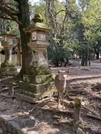 一日散策-奈良公園