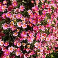 🌷横浜公園のチューリップと近場観光の組み合わせプラン