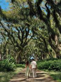 🌳 De Djawatan Forest Wonder