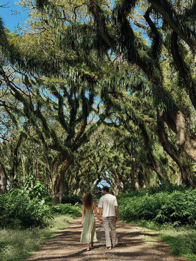 🌳 De Djawatan Forest Wonder