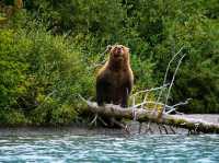 🌲 Lake Clark National Park – Wilderness, Wildlife & Scenic Beauty