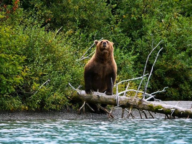 🌲 Lake Clark National Park – Wilderness, Wildlife & Scenic Beauty