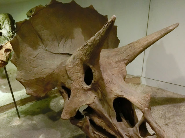 什麼?怎麼會是到銀行看古生物? 什麼?怎麼會是到銀行看古生物?