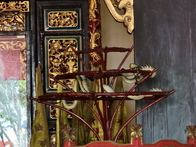 🐍 Mystique & Faith at Penang Snake Temple