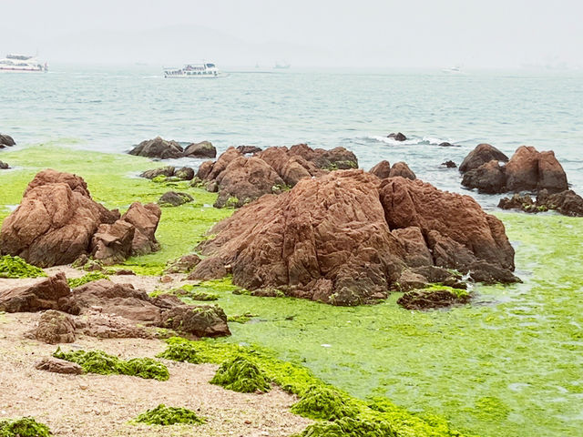 🌊 Qingdao's Emerald Invasion: When the Sea Turns into a Velvet Green Wonderland! 🌿