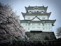 Guardian of the Tokaido: My Solo Visit to Odawara Castle