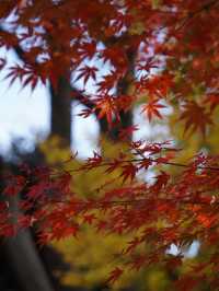 真っ赤な鳥居と黄色のイチョウのコントラストが絶景
