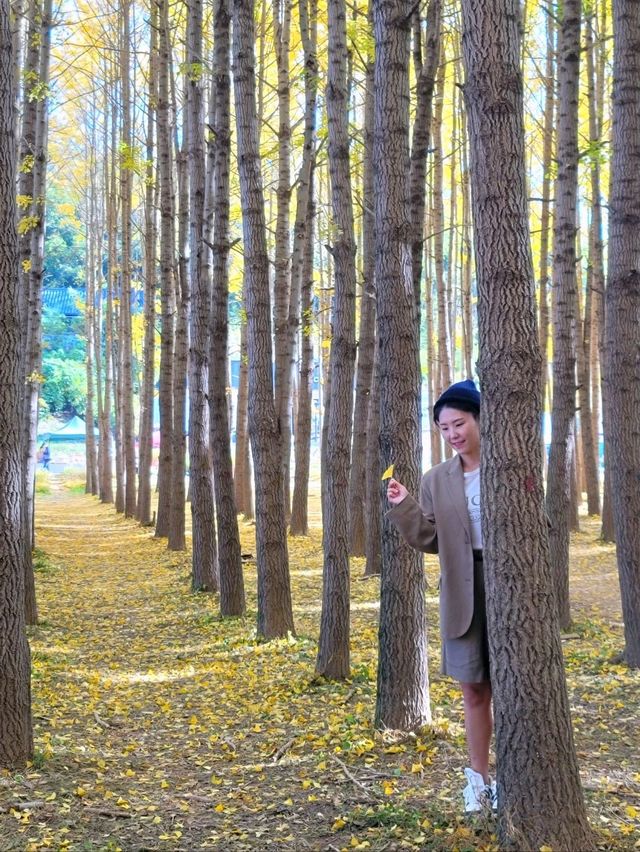 경주의 가을이 더 아름다워지는 이유💛