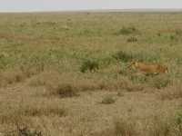 Endless Plains Alive with the Spirit of the Wild
