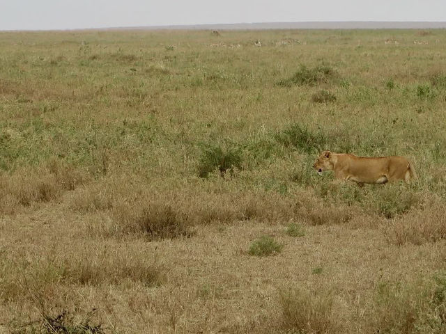 Endless Plains Alive with the Spirit of the Wild
