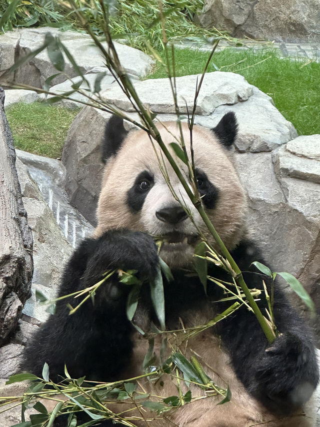 꿈과 환상의 나라 에버랜드로 오세요😁