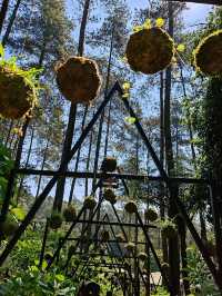 A Forest Sanctuary at Orchid Forest Cikole