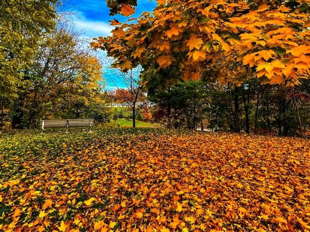 🍁✨ Fall in Trinity Bellwoods Park — Toronto’s Cozy Autumn Escape