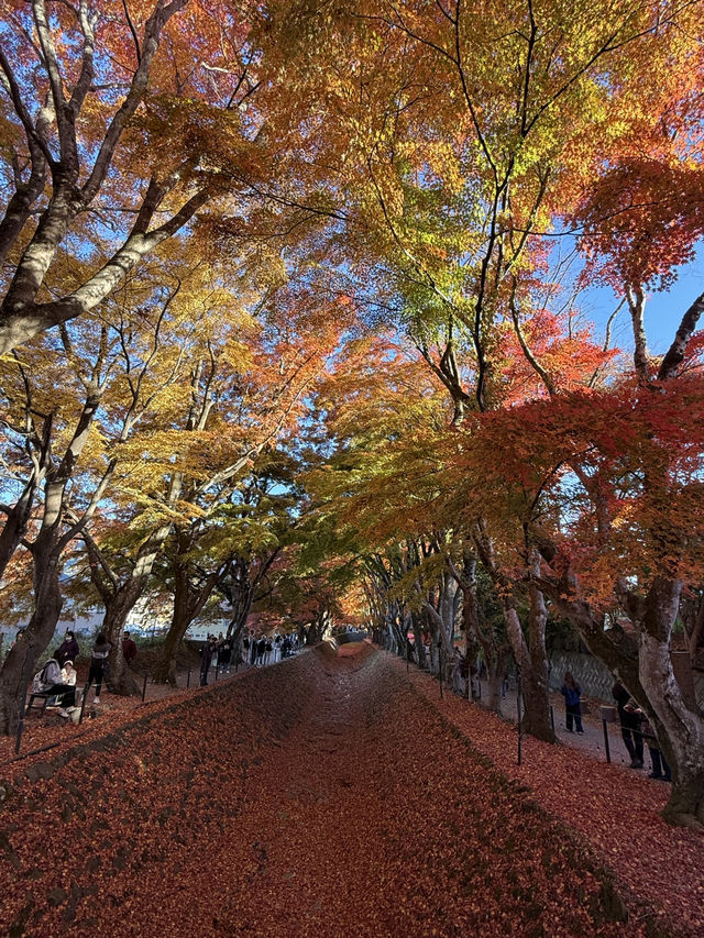 Quineville Fall Vibes & Fuji Views: Ultimate 3-Day Itinerary 🍁🌄