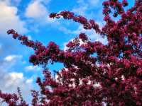 🌊 Bow River Pathway – Calgary’s Most Iconic Riverside Walk