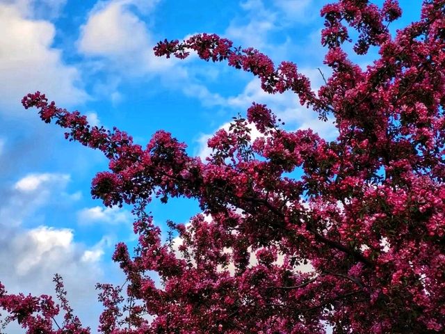 🌊 Bow River Pathway – Calgary’s Most Iconic Riverside Walk 🌊 Bow River Pathway – Calgary’s Most Iconic Riverside Walk