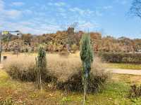 Evergreen Garden: Pyeongtaek’s Secret Sanctuary of Stillness🌿