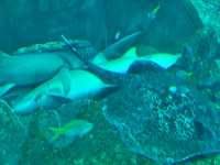 富國島珍珠樂園