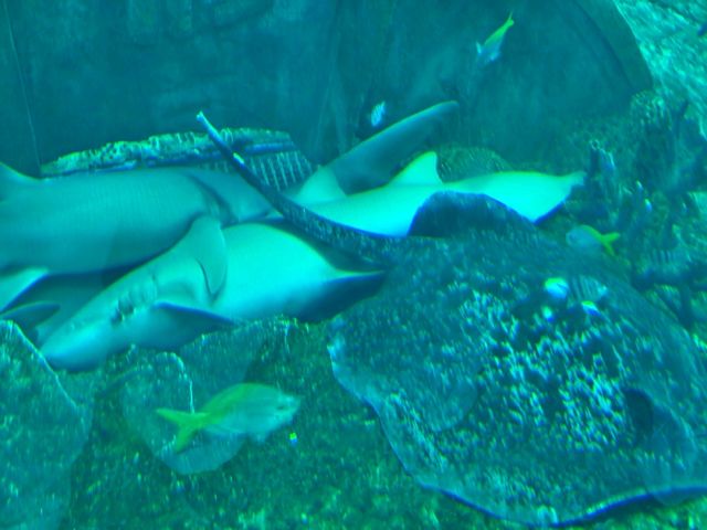 富國島珍珠樂園