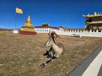 วัดมู่ยา (Muya Temple หรือ วัดมูหย่าต้าซื่อ 木雅大寺)