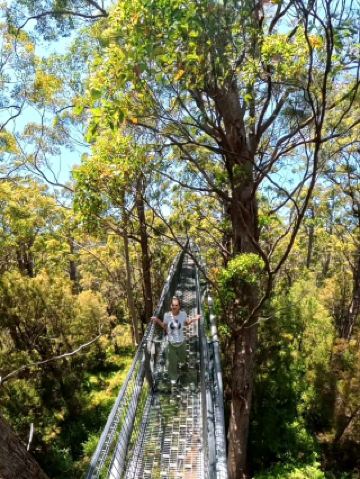 Valley of the Giants Tree Top Walk