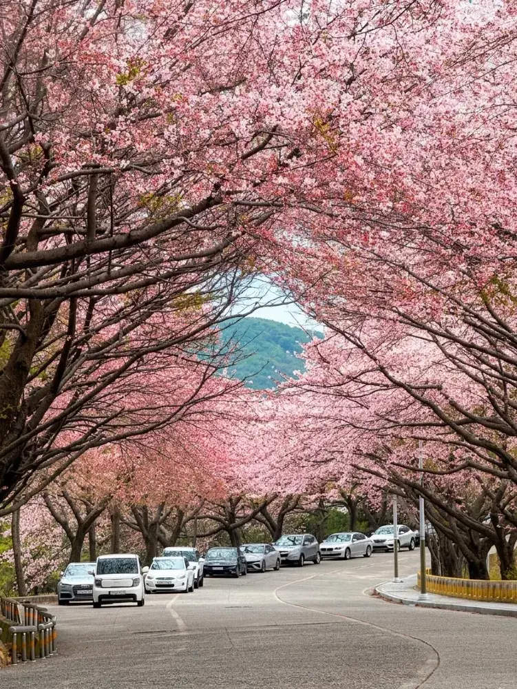 부산 벚꽃: 한국 최고의 무료 벚꽃 명소 가이드 。