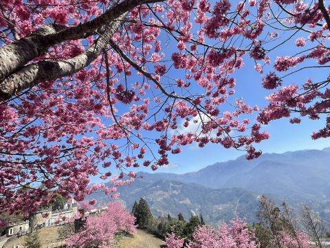 Enjoy Cherry Blossoms Without Going Abroad. | Trip.com Nantou