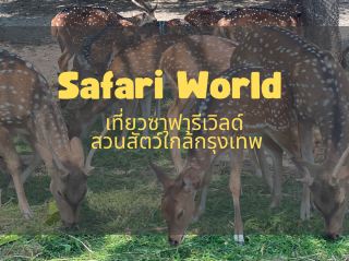 🐯 ขับรถเที่ยวซาฟารีกลางกรุงเทพฯ ที่ Safari World