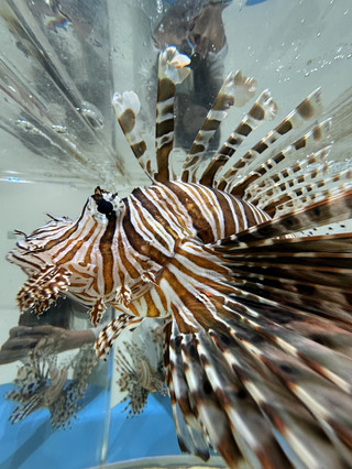 大阪NIFREL水生美世界全攻略🐠