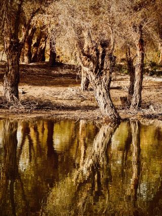Xinjiang’s Zepu Jin Hu Yang National Forest Park Yarkant River Reflecting Pool