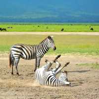 Arusha, Tanzania: The Safari of A Lifetime