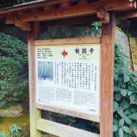 【神奈川県🇯🇵報国寺】竹林が有名な報国寺☺️マイナスイオンに癒されながらお抹茶で小休憩🍵