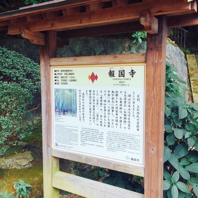 【神奈川県🇯🇵報国寺】竹林が有名な報国寺☺️マイナスイオンに癒されながらお抹茶で小休憩🍵
