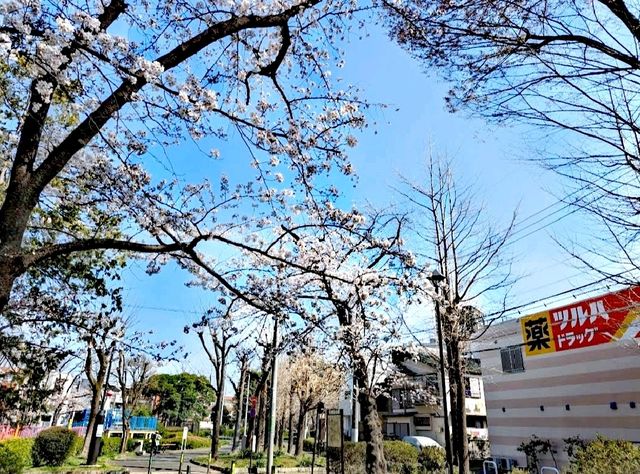 東綾瀨公園賞櫻花