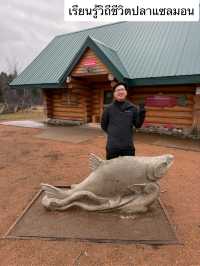 ชมวิถีชีวิตปลาแซลมอนว่านทวนน้ำ 