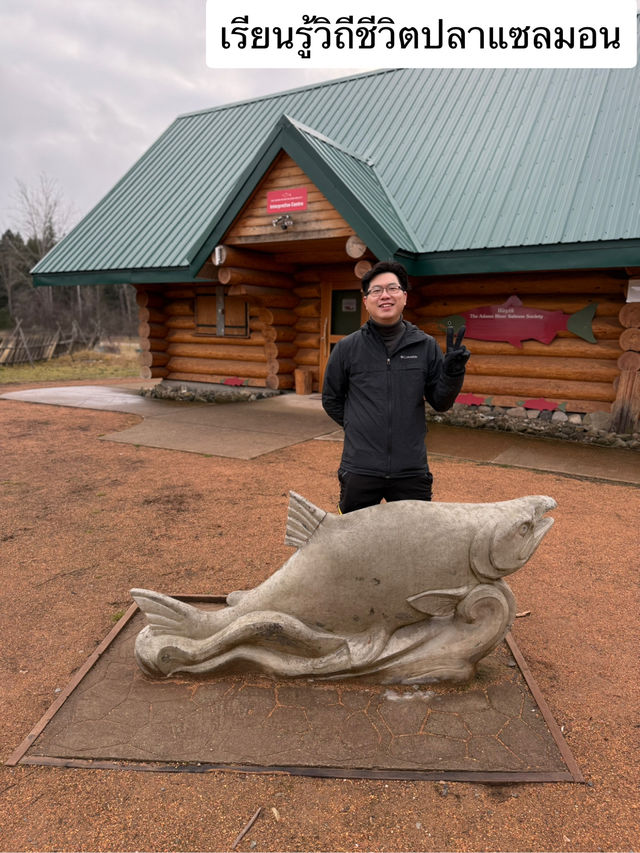 ชมวิถีชีวิตปลาแซลมอนว่านทวนน้ำ 